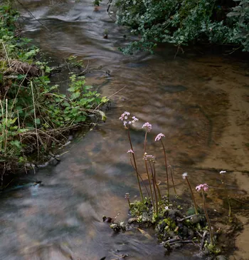 Indian Rhubarb against a small stream.jpg